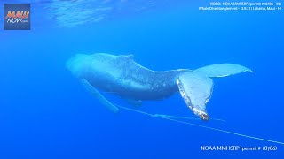 Whale Disentanglement  Maui HI 3921 [upl. by Ofelia]