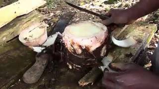 Experiments amp Tissue Culture in Plantains with Arrey Ivo [upl. by Blank855]