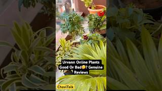 My Honest Review Urvann Nurserylive Plant Good Or Bad🤔😏shorts chavitalk plants nurserylive [upl. by Kealey470]