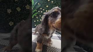 Your Perfect Dachshund Companion ❣️🐶🐾 dachshundpuppy dachshund shortspuppies puppiesforsale [upl. by Ashraf]