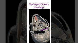 Geniohyoid Muscle anatomy ✅anatomy shortvideo neck shorts pain [upl. by Manthei]