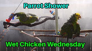 Ultimate Amazon Parrot Shower on Wet Chicken Wednesday Sep 4 [upl. by Eldnek110]