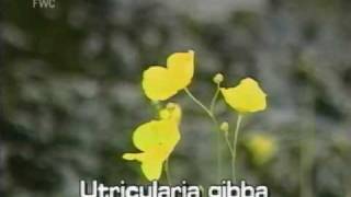 conespur bladderwort Utricularia gibba [upl. by Sundstrom]