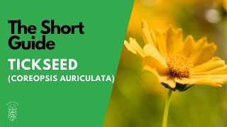 The Short Guide to the Tickseed Plant Coreopsis Auriculata Nana [upl. by Keemahs]