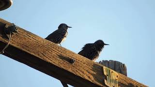 Common StarlingsSturnus Vulgaris [upl. by Kirred]