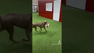 Dog running in circles with his favorite toy ❤️🐶😂 [upl. by Deryl]