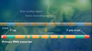 Procesamiento del ARNm en eucariotas [upl. by Akihdar]