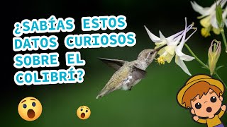 Datos curiosos que no sabías sobre los colibrís  Video para niños [upl. by Cutlerr]