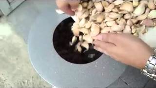 Garlic Peeling Machine [upl. by Adidnac]