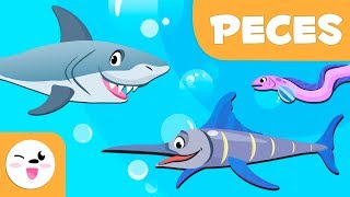 Los peces para niños  Animales vertebrados  Ciencias naturales para niños [upl. by Slrahc13]