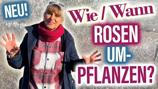 Öfterblühenden Rambler umziehen  ROSEN umpflanzen Anleitung in 6 Schritten [upl. by Mizuki798]