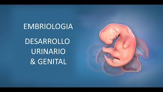 EMBRIOLOGIA I DESARROLLO GENITAL Y URINARIO [upl. by Laurent]