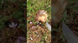 Seta de cardo y agaricus campresti [upl. by Alix]