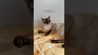 my cat tries out self cooling pad for pets cats shorts funny [upl. by Hayward]