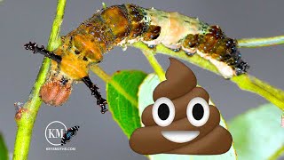 CATERPILLAR MAKES A BED OUT OF POOP ITS ALL ABOUT THE FRASS CHAIN [upl. by Anerroc]