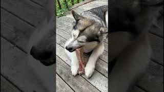 Breakfast Bones one Buried alaskanmalamutes barfdiet malamutelovers [upl. by Dinnage881]