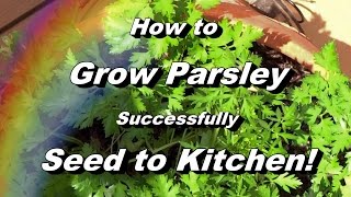 How to Grow Parsley  Complete Video to Seed Feeding Pest amp Disease Harvest Storing [upl. by Svetlana722]