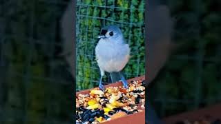 Closeup on the birds at the feeder [upl. by Nair]