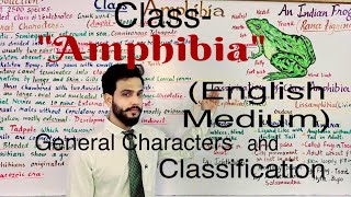 ClassAmphibia And it’s Classification in English English lecture OrderApoda  Urodela Anura [upl. by Milano628]