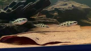 Dicrossus filamentosus Checkerboard cichlid [upl. by Onabru]