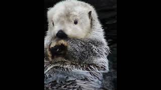 see 👁️👁️ Otter 🦦🦦 otter aquarium mrravi786 viral viralvideo shorts youtubeshorts [upl. by Langan]