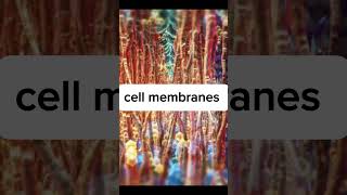 Cell membranes shorts viralshort viralvideo ytshorts shorts cell membrane [upl. by Lua872]