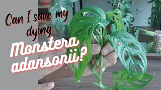 Propagating my dying Monstera adansonii with updates [upl. by Fiester]