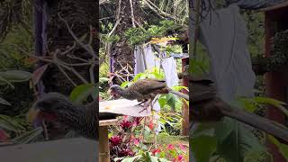 Ortalis ruficaudaguacharaca wildbirds nature wildlife animals birds Thanks4u👍subscribe🦜 [upl. by Schick18]