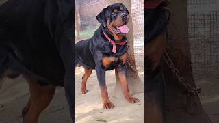 Cheetah vs Rottweiler 🦮🐯  shorts trending viral [upl. by Nytsyrk562]