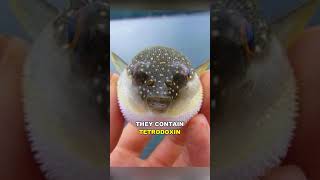 Pufferfish  The Poisonous Blowfish [upl. by Ecinom]