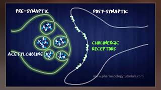 Acetylcholinesterase Inhibitor [upl. by Epilihp257]