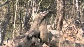 BBC Life Komodo Dragon Fight  Sir David Attenborough [upl. by Alisa]