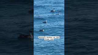 Western Grebes on San Diego Bay [upl. by Yboc]