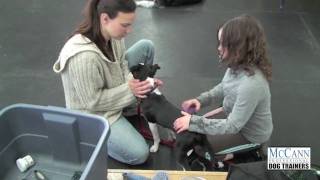 Learning Basic Grooming Skills For Your Puppy [upl. by Rennold]