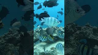 Enjoy under the Red Sea  Sea trip with Oranten Travel [upl. by Aneeg622]