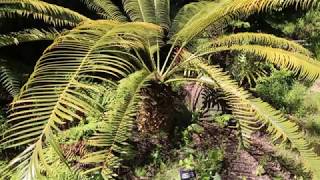 Saving Cycads with Science  California Academy of Sciences [upl. by Granniah634]