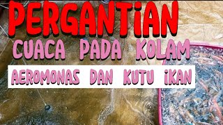 WASPADA AEROMONAS DAN JAMUR IKAN [upl. by Dalt]