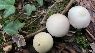 Candolleomyces candolleanus Psathyrella candolleana September 12 2022 [upl. by Harty]