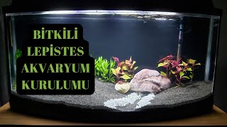 Bitkili Lepistes Akvaryum Kurulumu [upl. by Meluhs694]