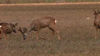 Rehboecke im Bast  roe bucks in velvet [upl. by Armbrecht]