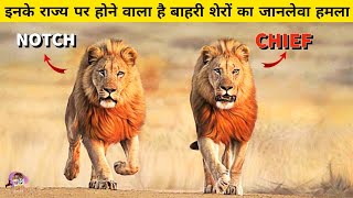 सबसे ताकतवर भाई की ही हो जाती है मौत  Story of Lion Struggle To Survive amp Protect Pride lands [upl. by Guinevere]