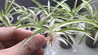 Spider Plant Propagation From The Babies [upl. by Selma]