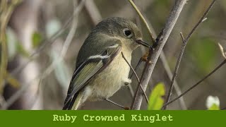 Ruby Crowned Kinglet [upl. by Ellette166]