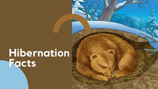 Hibernation Facts  Science Facts [upl. by Rabelais]