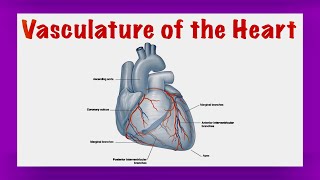 Heart Vasculature of the Heart Thorax [upl. by Eulalie]