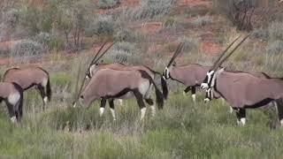 KAGALAGADI TRANSFRONTIER PARK Northern Cape SOUTH AFRICA 2012 [upl. by Barcellona256]