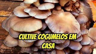 COMO CULTIVAR COGUMELOS COMESTÍVEIS EM CASA  COGUKIT [upl. by Adnael]