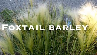 Foxtail Barley Hordeum jubatum [upl. by Yrek]