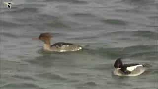 Redbreasted Merganser pair [upl. by Fassold]