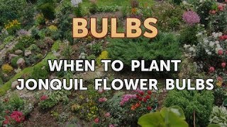 When to Plant Jonquil Flower Bulbs [upl. by Vivie]